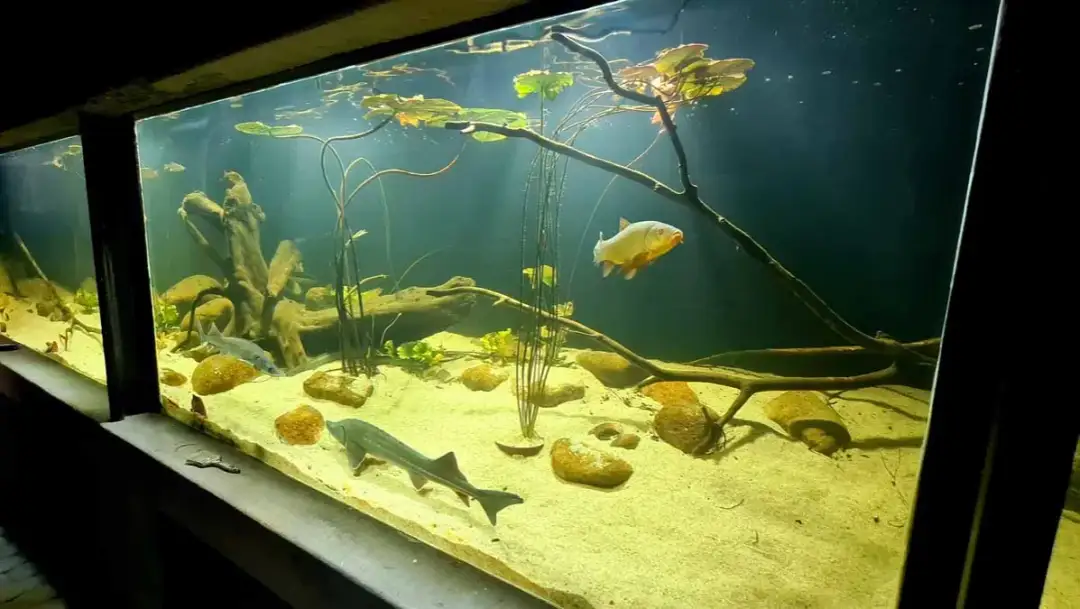 Podwodny Świat Zakopane: Czy warto zejść pod ziemię? Opinie