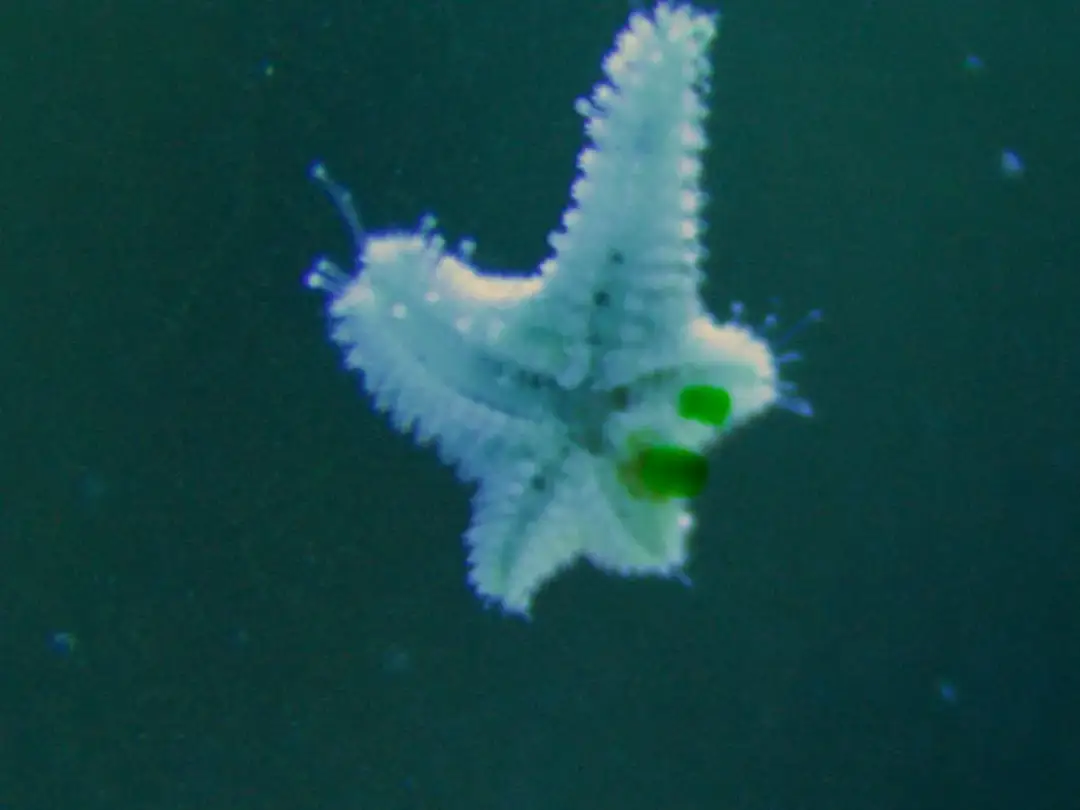 Jak rozmnażają się rozgwiazdy? Odkryj zaskakujące metody ich rozmnażania