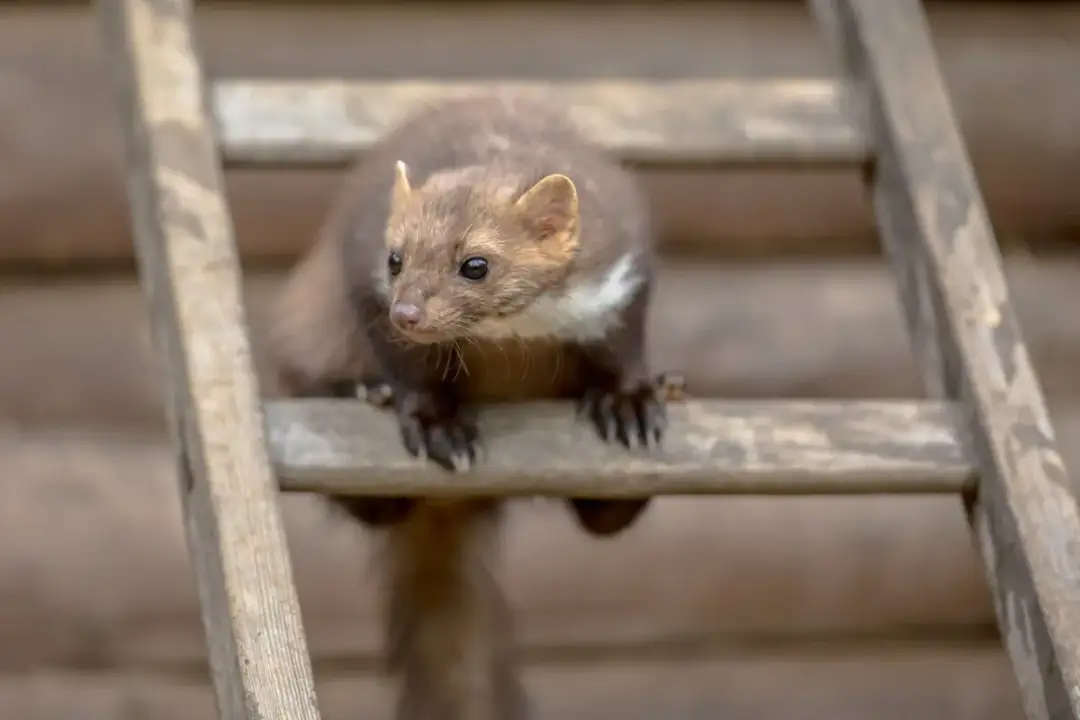 Kuna w domu? Rozpoznaj szkody i pozbądź się jej skutecznie!