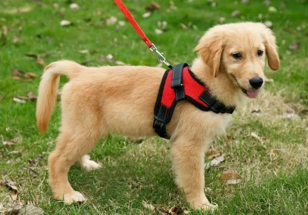 Obroża czy szelki dla golden retrievera: co wybrać, by uniknąć problemów?