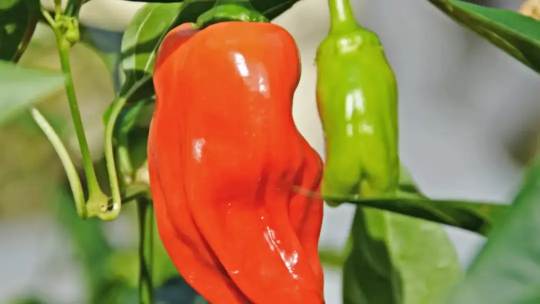 Jak uprawiać paprykę w gruncie: uniknij najczęstszych błędów