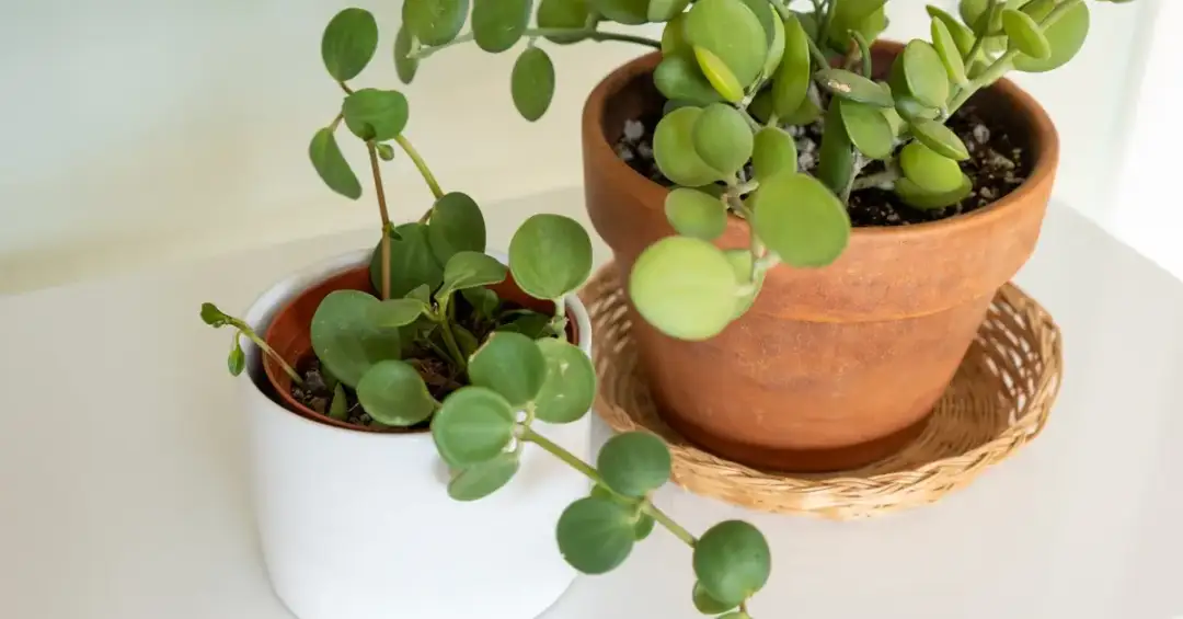 Pieniążek: Jak ta roślina przyciąga bogactwo i szczęście?