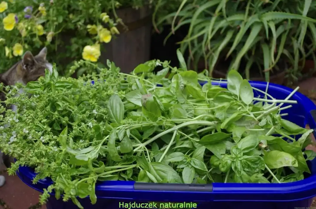 Co można zrobić z bazylią na zimę – sprawdzone przepisy i porady