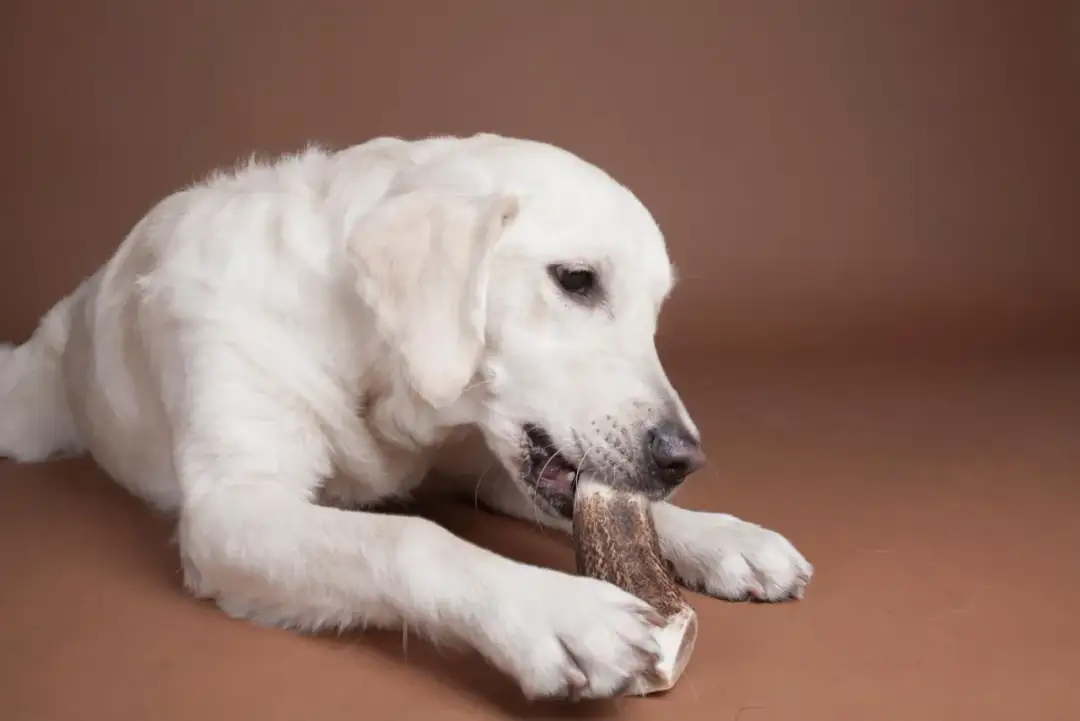 Poroże czy żwacze? Wybierz idealny gryzak dla Twojego psa