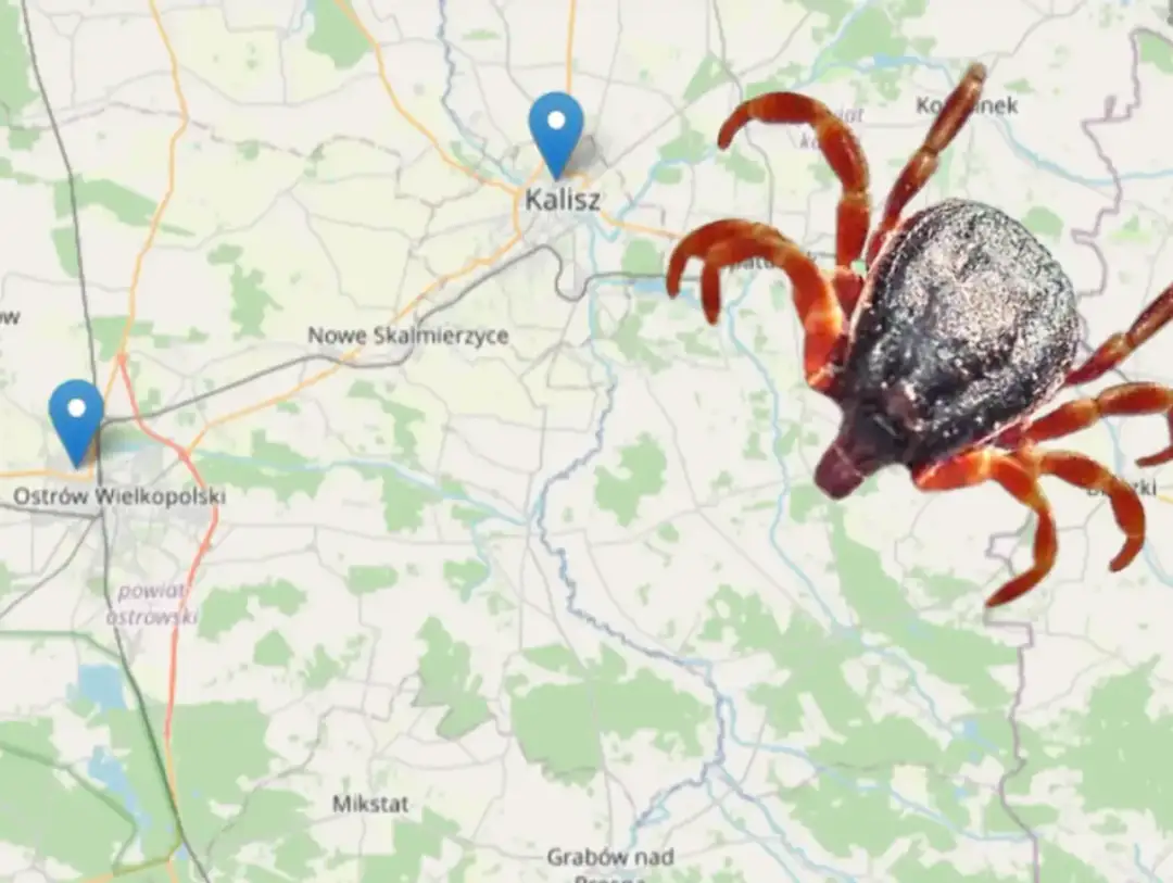 Kleszcze w Polsce: Gdzie żyją i jak ich unikać? Sprawdź mapę