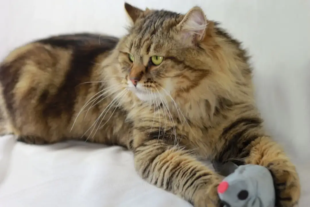 Koty mają sierść czy włosy? Zaskakujące różnice w ich budowie