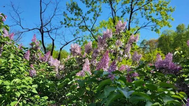 Kiedy kwitnie bez fioletowy? Odkryj tajemnice jego piękna