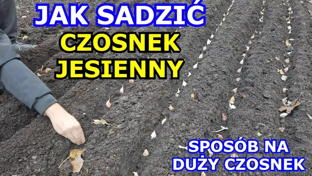 Jak uprawiać czosnek żeby był duży - sprawdzone metody na plon