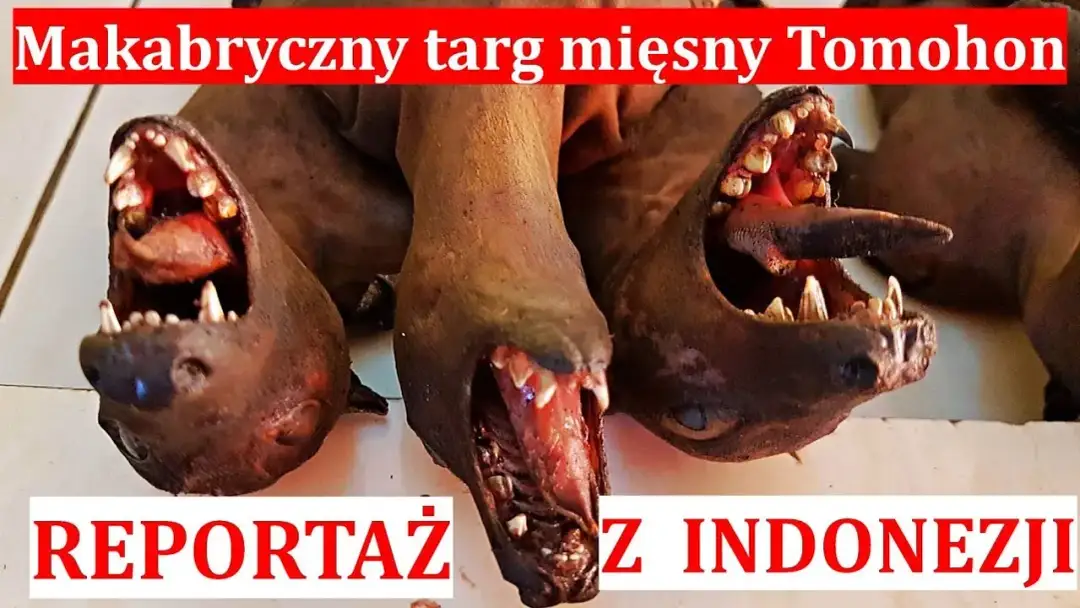 W jakim kraju jedzą psy i dlaczego ta tradycja budzi kontrowersje