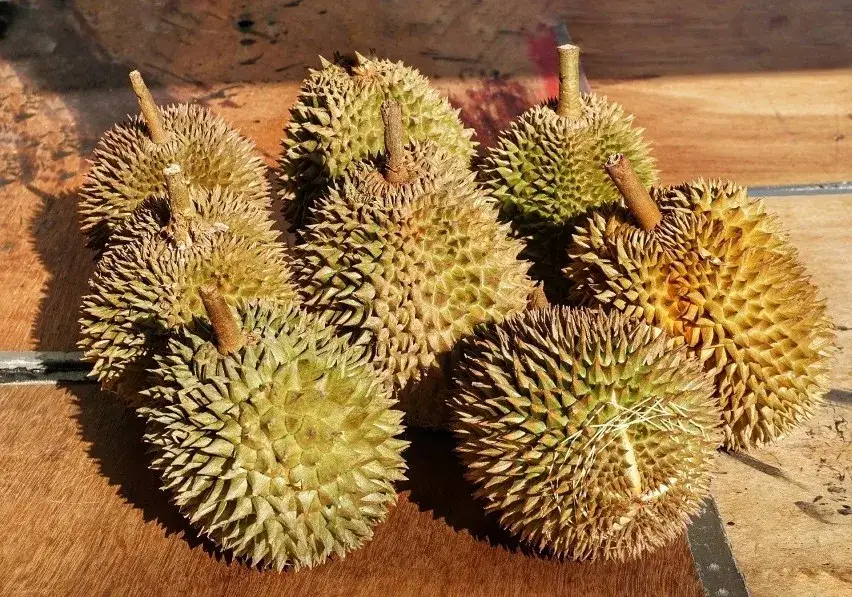 Azjatycki owoc: Durian i inne owoce azjatyckie