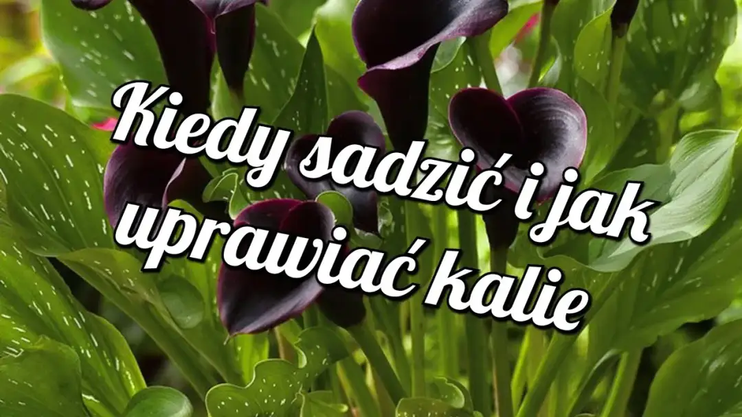 Kiedy sadzić kalie ogrodowe? Idealne terminy i warunki uprawy