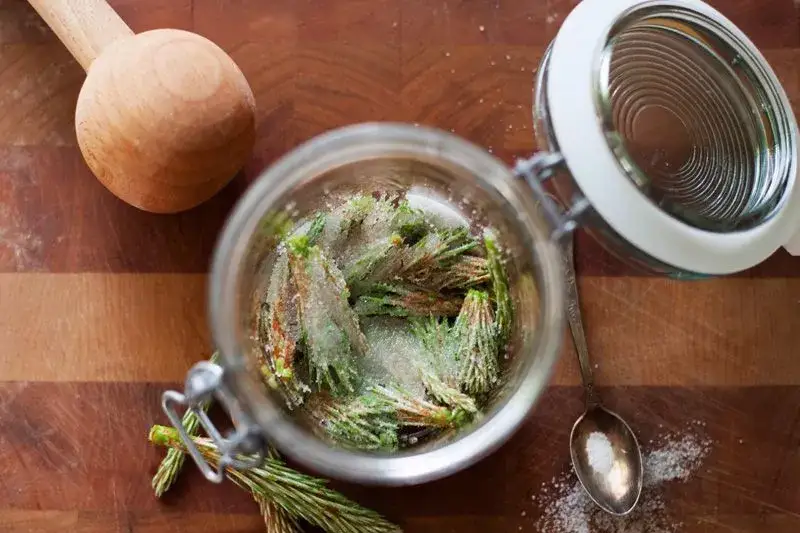 Nalewka z sosny: przepis, właściwości i zastosowanie na kaszel