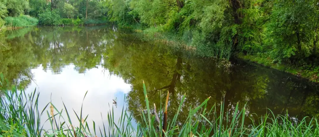 Jezioro Imielińskie: perła natury na warszawskim Ursynowie