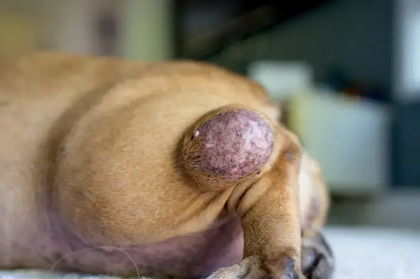 Histiocytoma u psa: Objawy, diagnostyka i co pokazują zdjęcia?