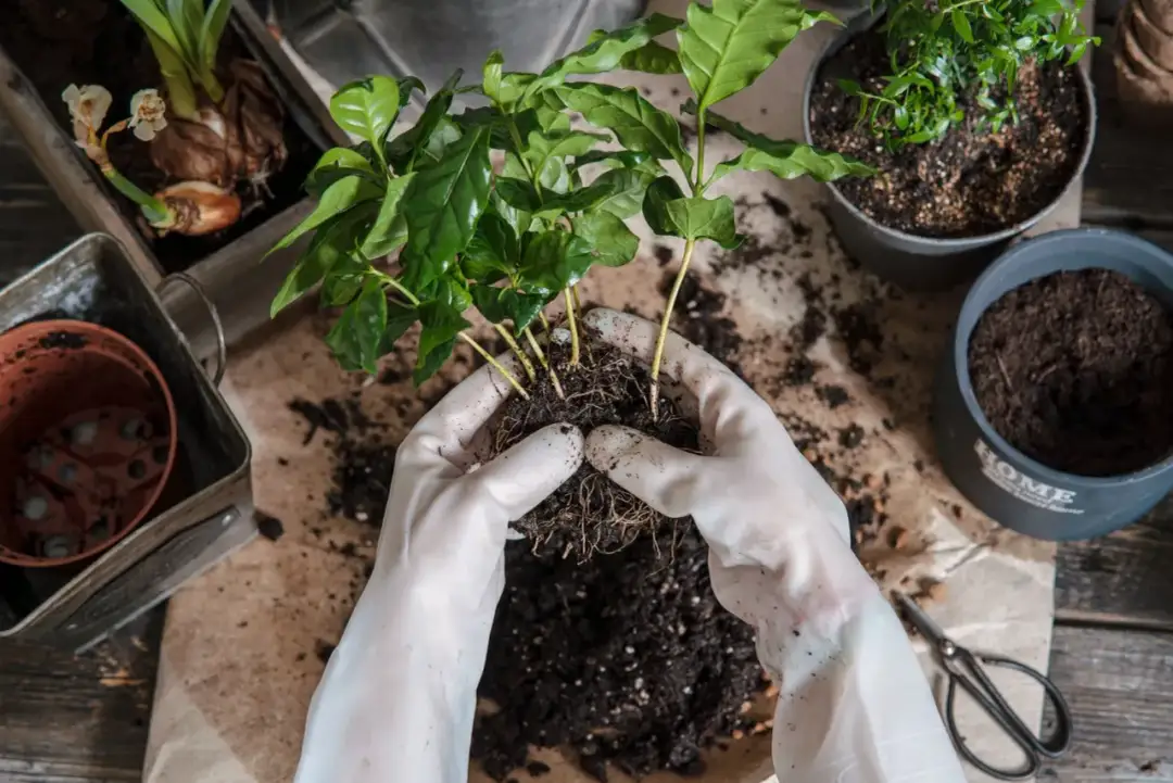 Kwitnący kawowiec w domu: Jak osiągnąć sukces i zapach