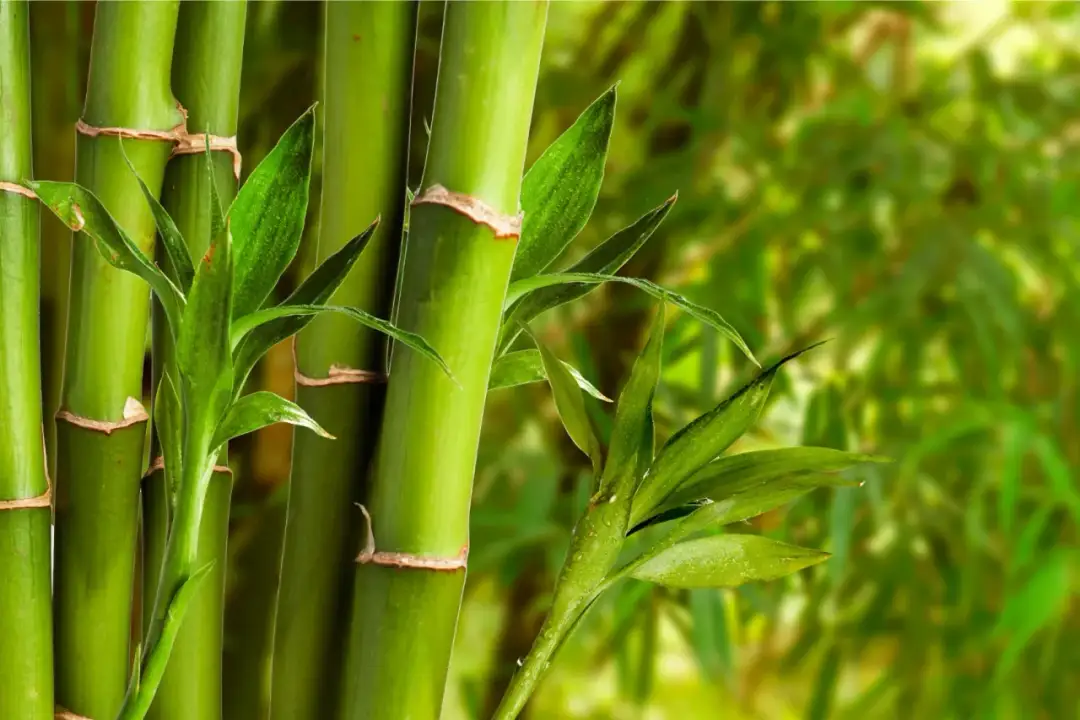 Czy można malować bambus? Oto wszystko, co musisz wiedzieć!