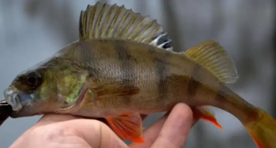 Skuteczne przynęty twistery: jak łowić więcej drapieżników