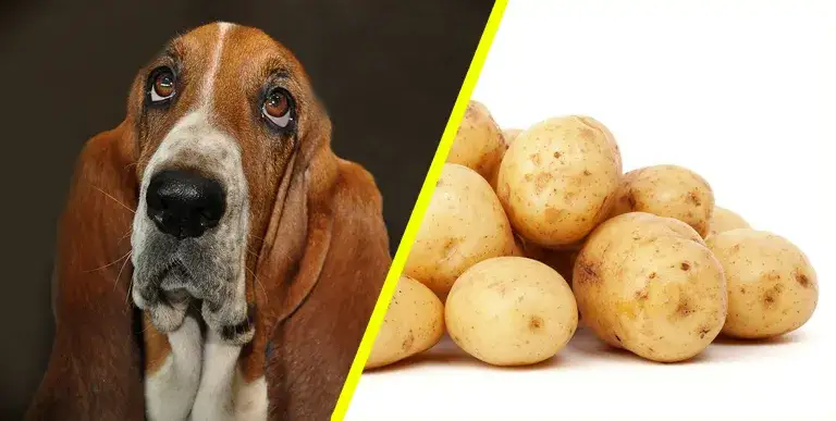 Ziemniaki dla psa: Czy można podawać? Bezpieczne gotowanie i dawkowanie