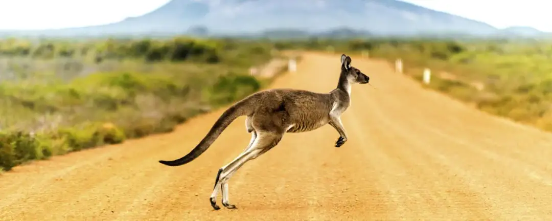 Niezwykłe ciekawostki o Australii i Oceanii - poznaj sekrety egzotyki