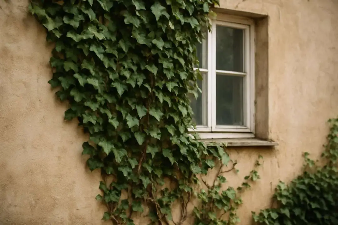 Jak usunąć bluszcz z elewacji? Skuteczny poradnik krok po kroku Jak usunąć bluszcz z elewacji? Skuteczny poradnik krok po kroku