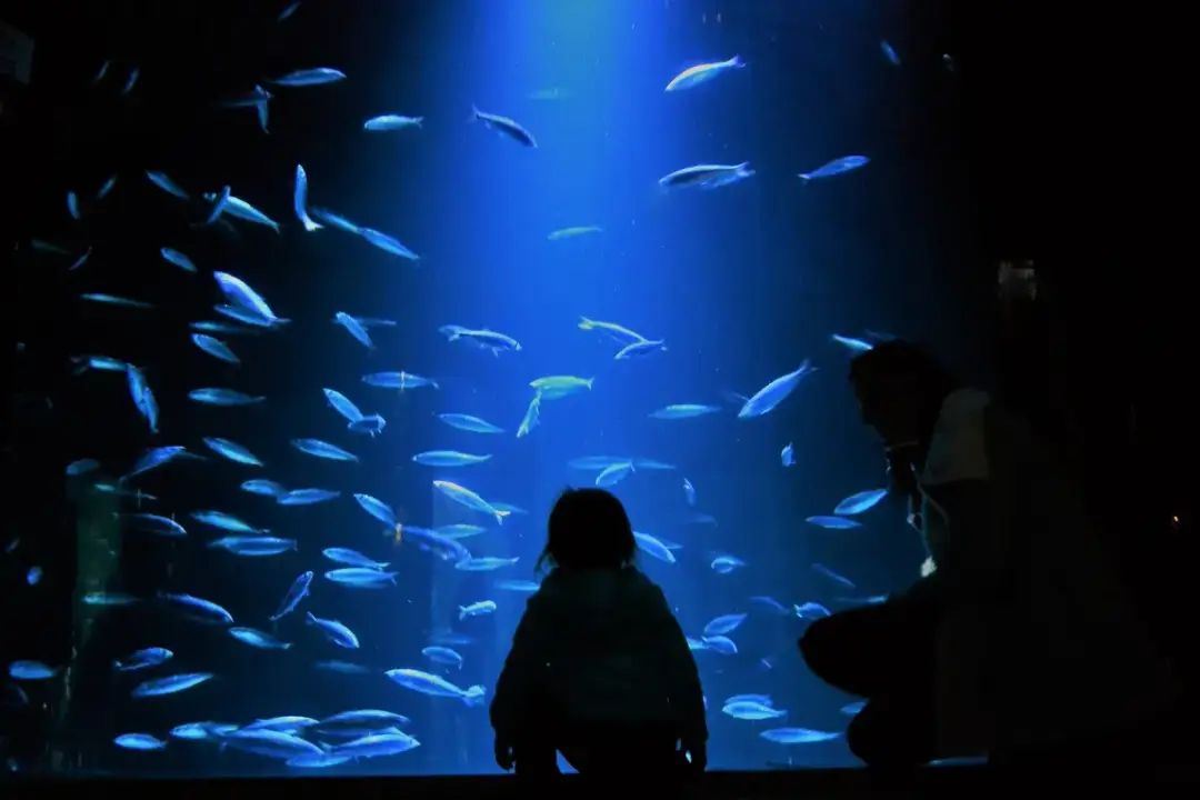 Ozeaneum w Niemczech - największe oceanarium i jego fascynujące atrakcje