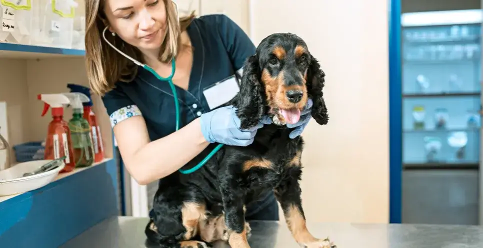 Co robi weterynarz? Kluczowe zadania i usługi dla Twojego zwierzaka