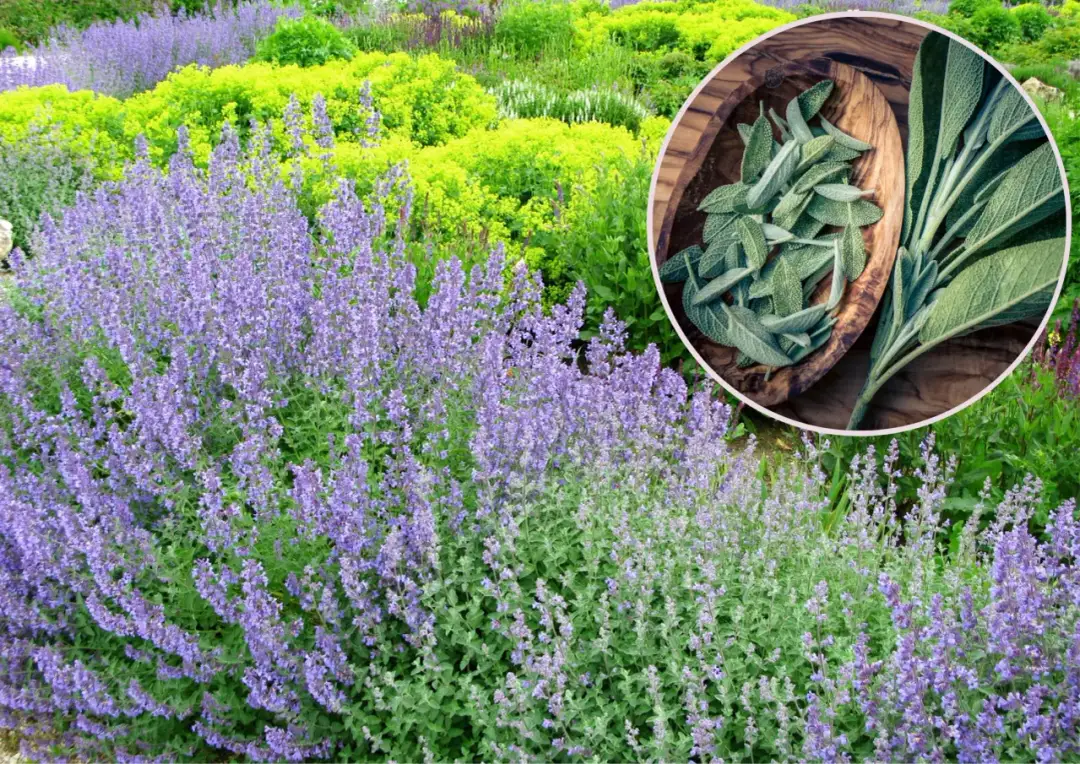 Kiedy sadzić szałwię do gruntu? Wiosna czy jesień? Poradnik