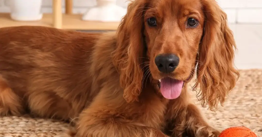 Cocker spaniel czy gubi sierść? Odkryj prawdę o linieniu tej rasy
