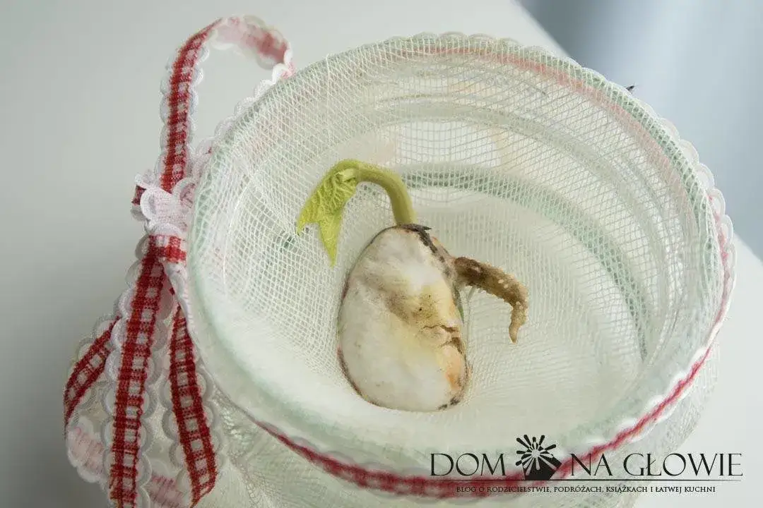 Eksperyment z fasolą: Wyhoduj sukces! Poradnik krok po kroku dla każdego