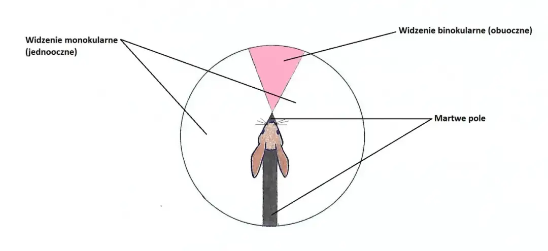 Wzrok królika: Jak widzi świat? Zrozum swojego pupila!