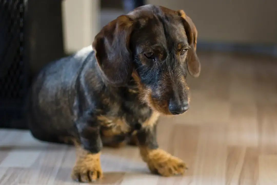 Depresja u psa: Zrozum, rozpoznaj i przywróć pupilowi radość życia