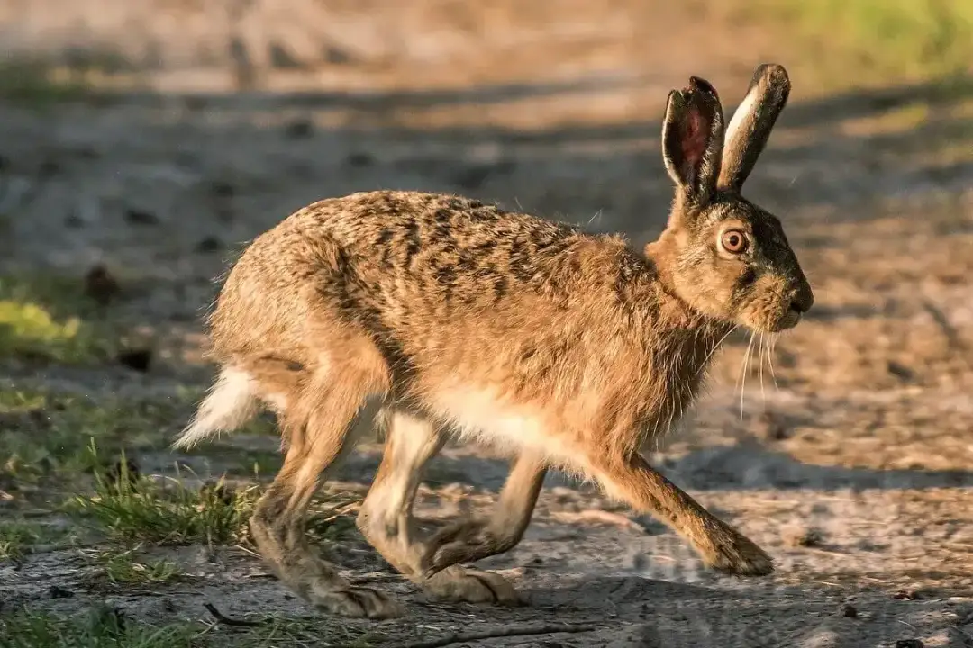 Dieta zająca szaraka: Sezonowe menu i śmiertelne zagrożenia