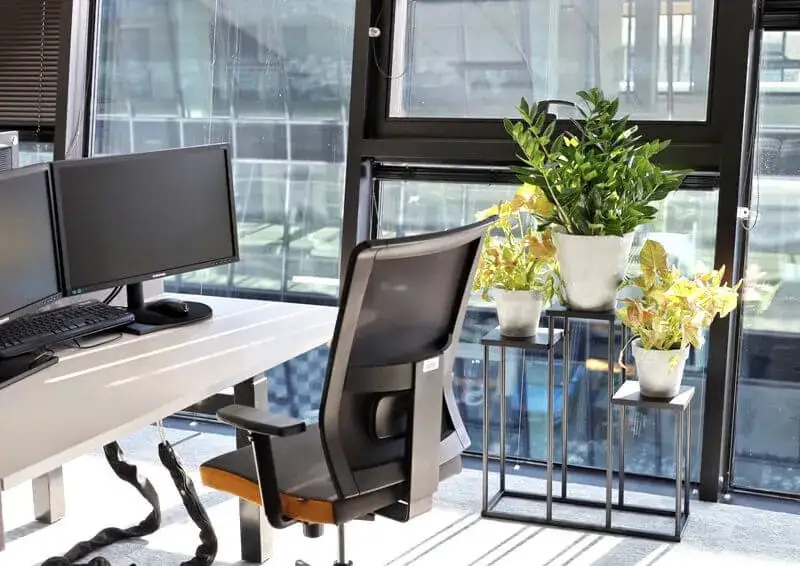 Rośliny do biura: 7 inspiracji na zieloną aranżację