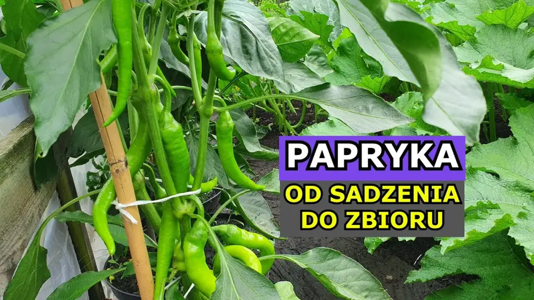 Jak uprawiać paprykę w doniczce - unikaj najczęstszych błędów