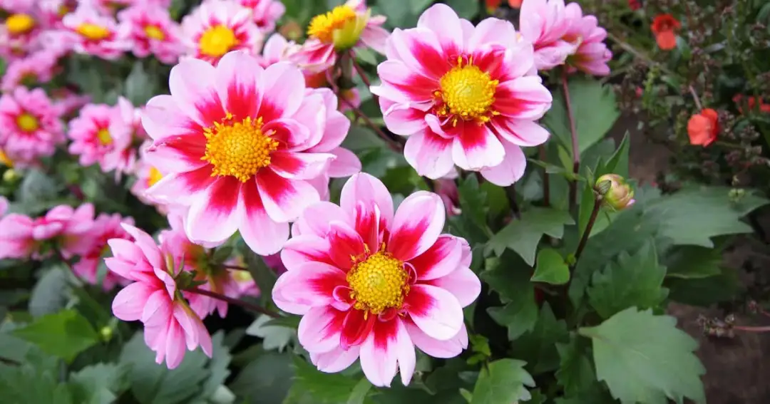 Dalia jak uprawiać: proste sposoby na piękne kwiaty w ogrodzie