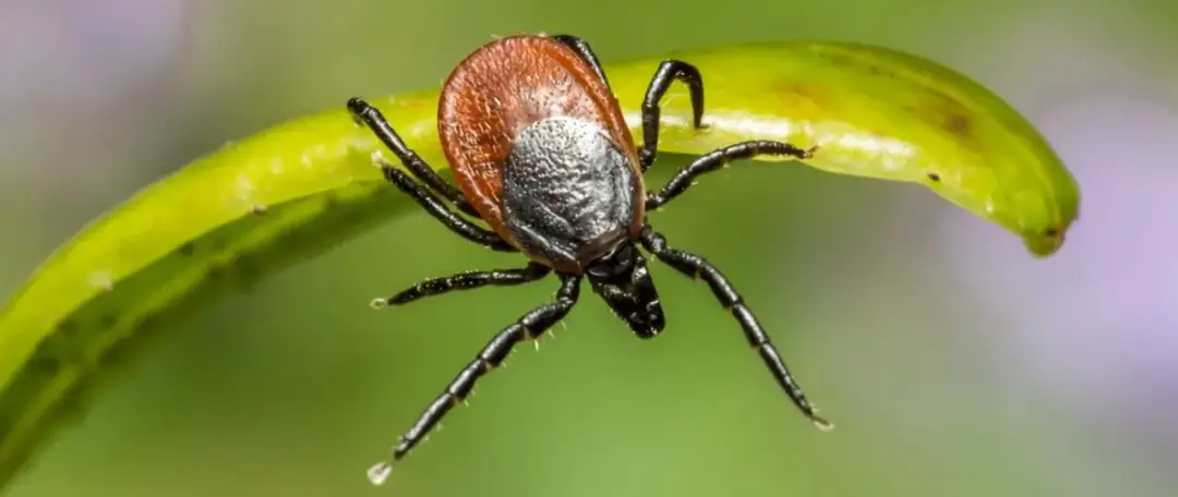 Kiedy pojawiają się kleszcze i jak się przed nimi chronić?