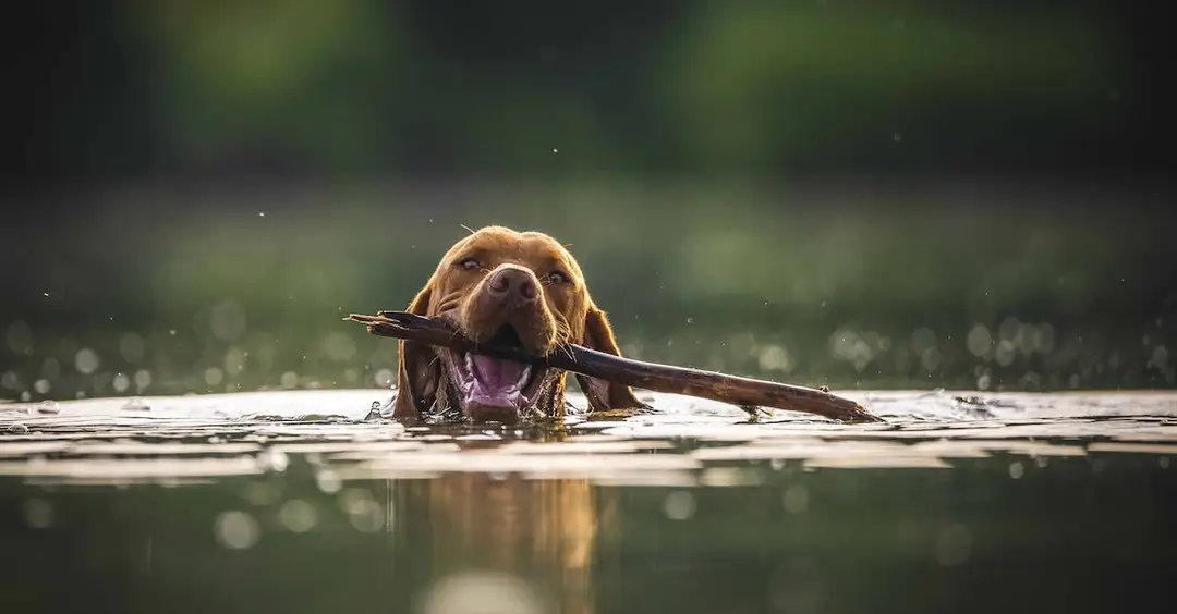  Metoda kija i marchewki - na czym polega i jakie ma zastosowanie?