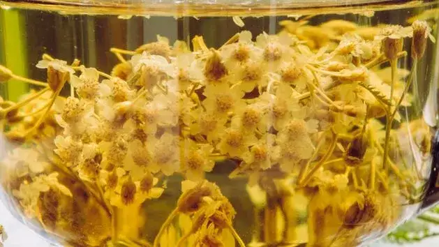 Krwawnik pospolity: chwast, który może leczyć i zaskakiwać