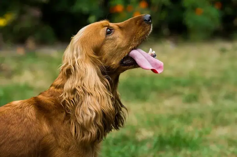 Cocker spaniel czy gubi sierść? Oto co musisz wiedzieć o linieniu