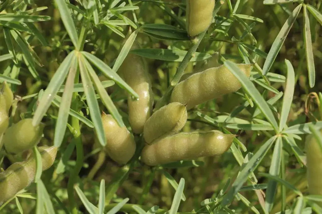 Kiedy siać łubin wąskolistny, aby uniknąć nieudanych plonów?