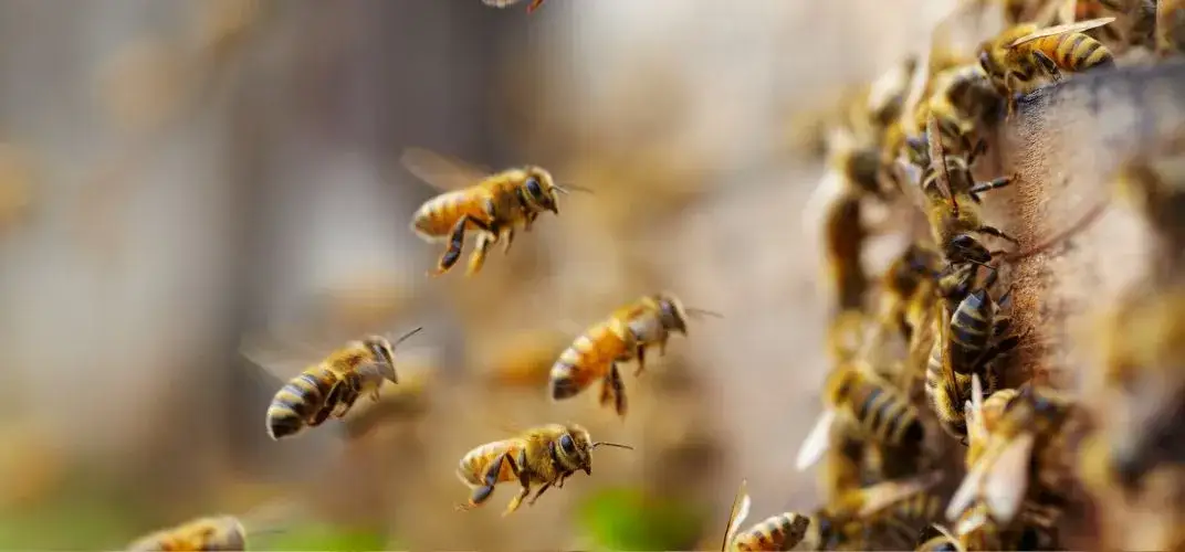 Jak zacząć hodowlę pszczół i uniknąć najczęstszych błędów