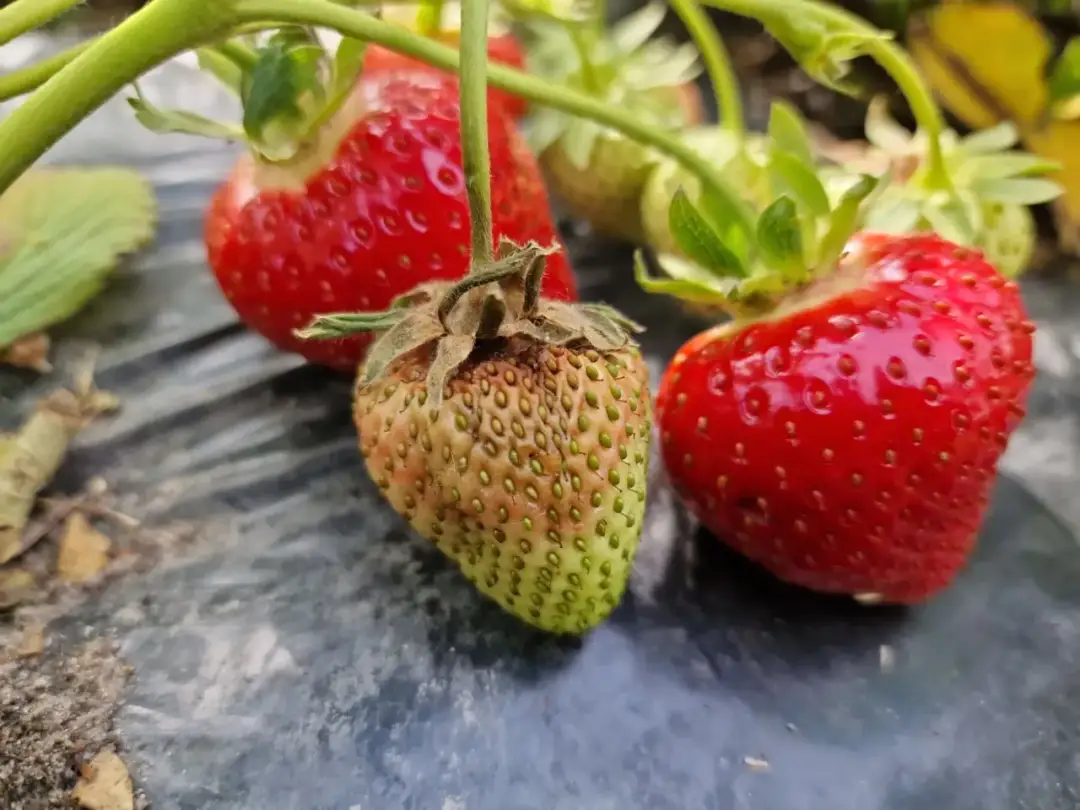 Dojrzałe i zielone truskawki na krzaku. Czy konie mogą jeść truskawki? To pytanie nurtuje wielu właścicieli koni.