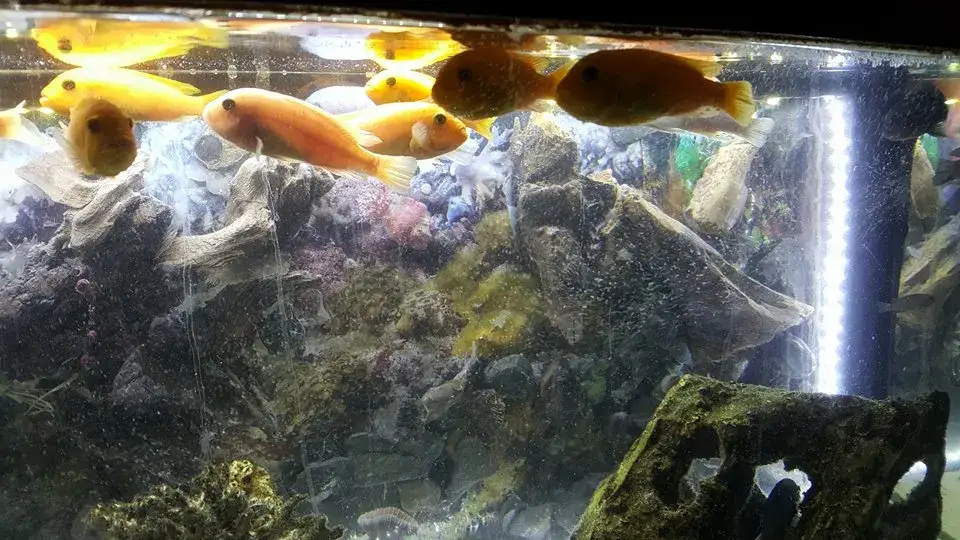 Dlaczego rybki w akwarium pływają przy powierzchni wody i co z tym zrobić