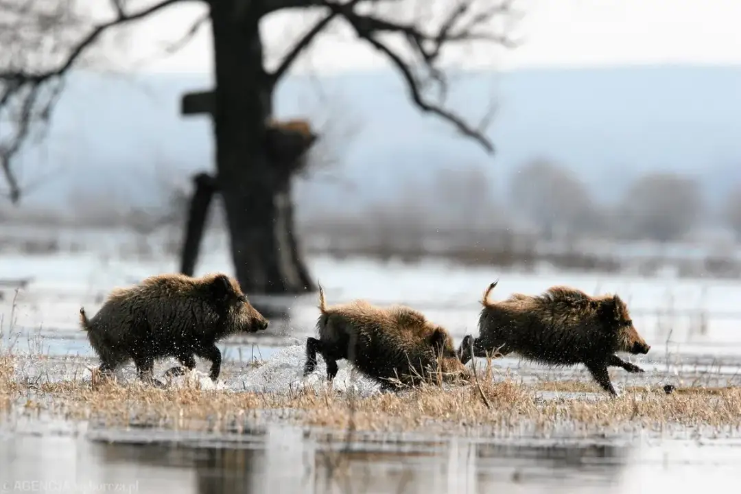 Dziki na osiedlu: Co robić? Bezpieczne rady i zgłaszanie zagrożeń