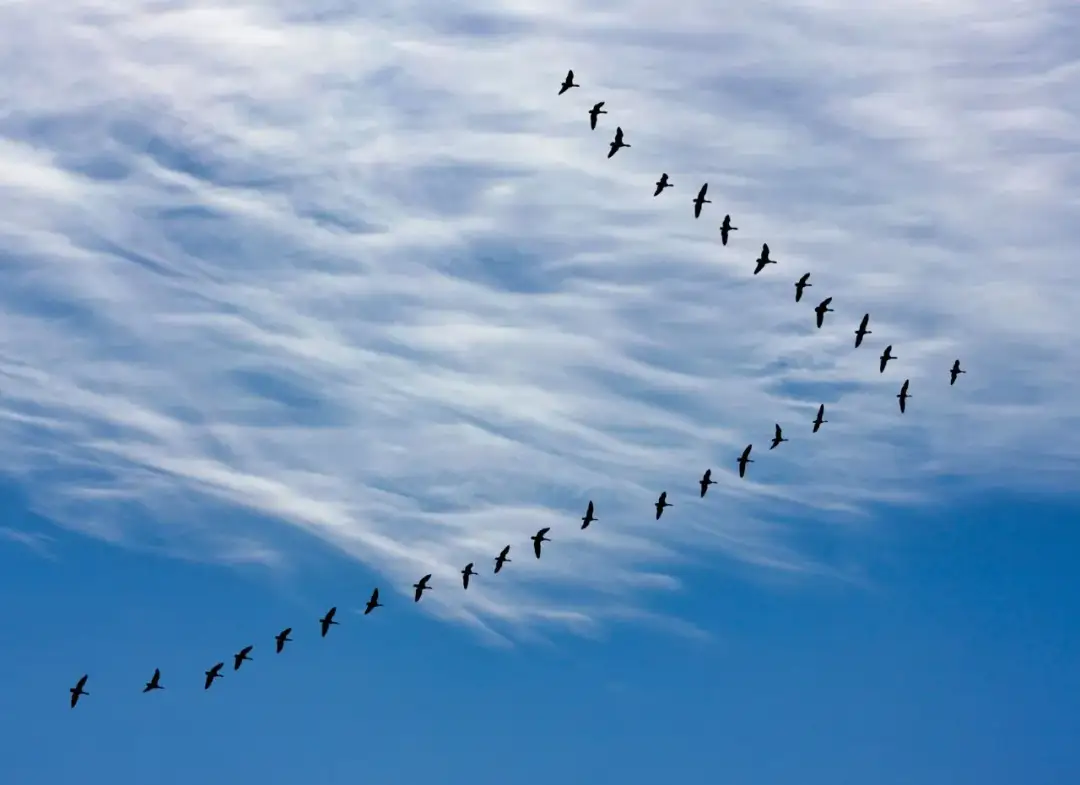 Gdzie zimują ptaki? Poznaj sekrety migracji i zimowych schronień ptaków