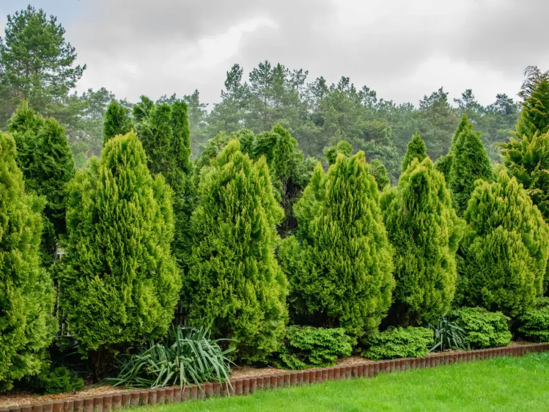 Jakie rośliny przy płocie zapewnią prywatność i piękno w ogrodzie
