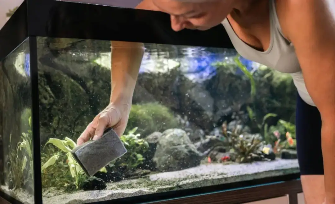 Co ile wymieniać wodę w akwarium, aby uniknąć problemów zdrowotnych?