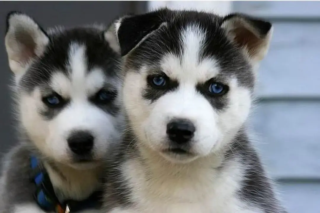 Jak odróżnić husky od malamuta - kluczowe różnice i cechy