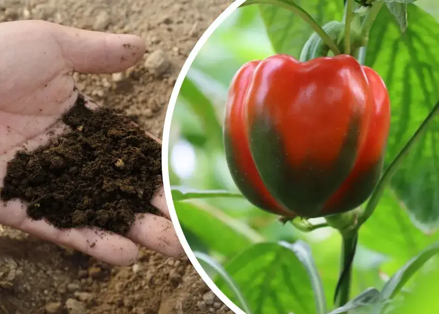 Najlepszy nawóz do papryki – uniknij błędów w uprawie Najlepszy nawóz do papryki – uniknij błędów w uprawie