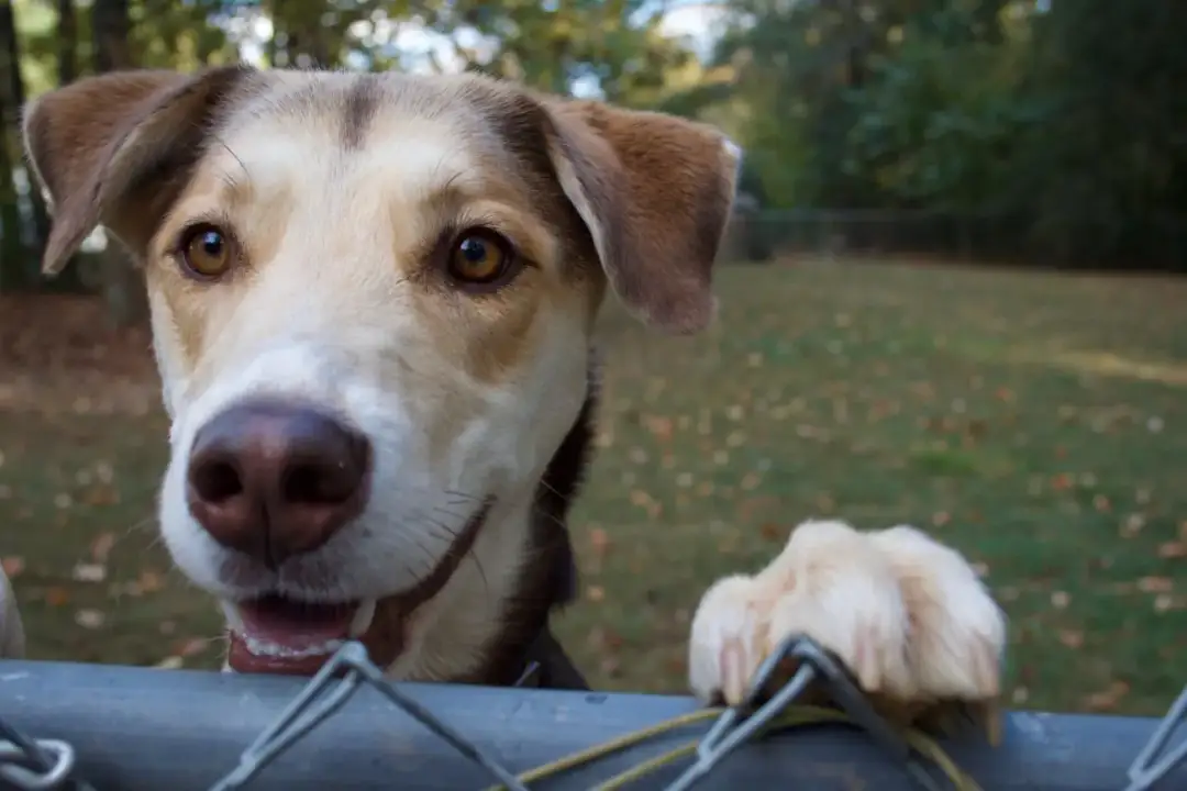 Jak założyć hotel dla psów: kluczowe kroki i pułapki, których unikać
